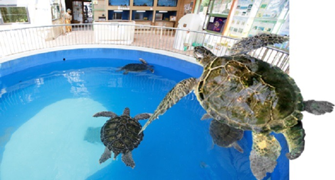 道の駅　紀宝町　ウミガメ公園の水族館