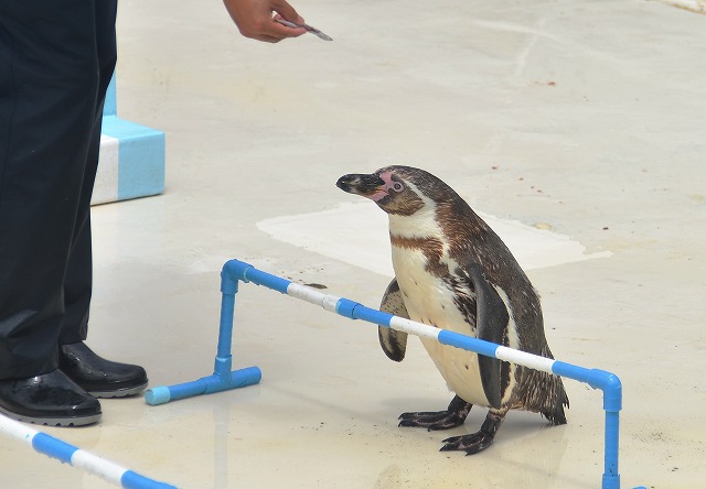 おたる水族館のペンギンショー