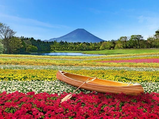 富士本栖湖リゾート　虹の花まつり