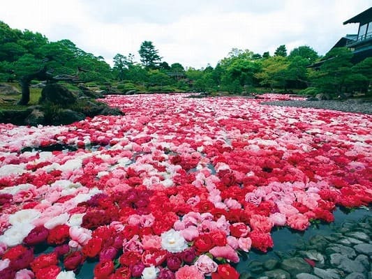 日本庭園 由志園　池泉天竺牡丹