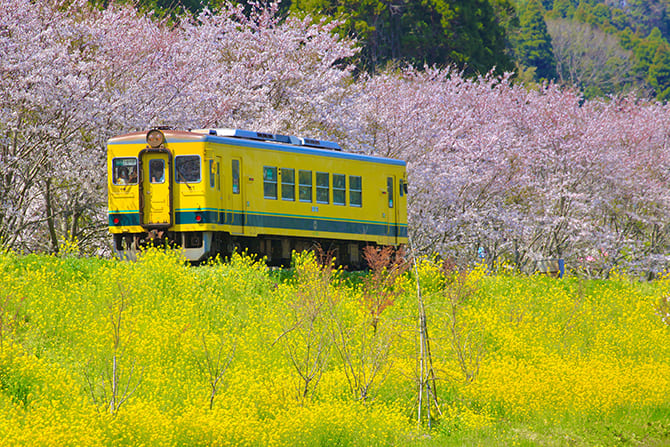 いずみ鉄道 新田野駅付近