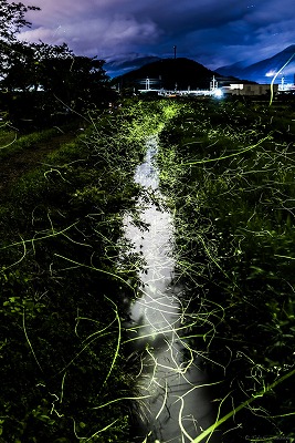 長岡のゲンジボタル及びその発生地