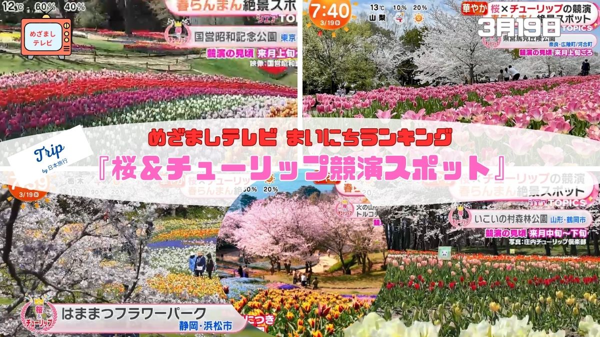 今日のめざましテレビまいにちランキング『桜＆チューリップ競演スポット５選』淡いピンク色の桜と色とりどりのチューリップがともに織りなす春の絶景｜3月19日