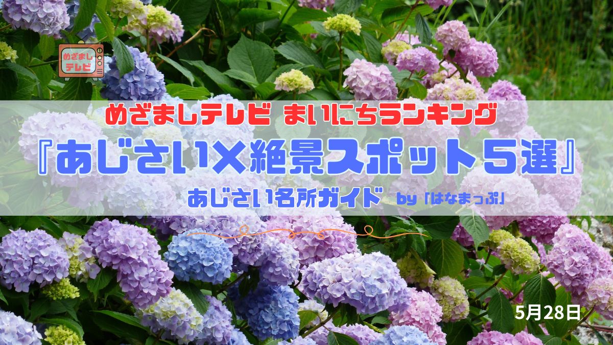今日のめざましテレビまいにちランキング『あじさい×絶景スポット５選』雨の日が楽しくなる 動物・傘・雲海・大仏・海と楽しむあじさい名所ガイド｜5月28日