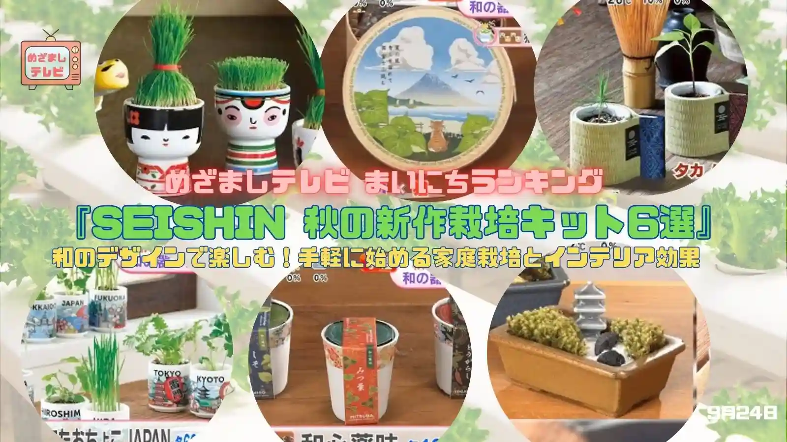 今日のめざましテレビまいにちランキング『SEISHIN 秋の新作栽培キット6選』和のデザインで楽しむ！手軽に始める家庭栽培とインテリア効果｜9月24日今日のめざましテレビまいにちランキング『SEISHIN 秋の新作栽培キット6選』和のデザインで楽しむ！手軽に始める家庭栽培とインテリア効果｜9月24日